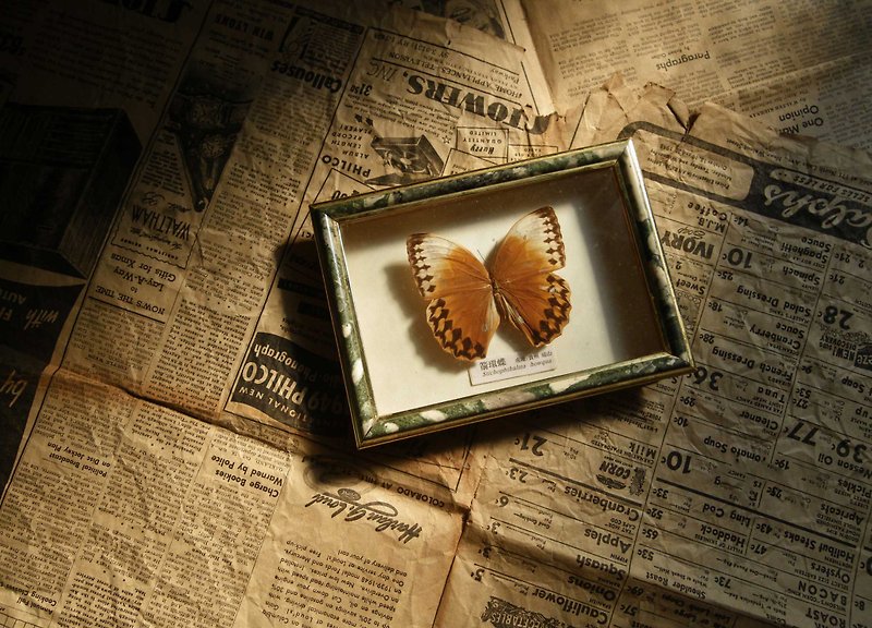 [OLD-TIME] Early Taiwan-made butterfly specimens - Items for Display - Other Materials Multicolor
