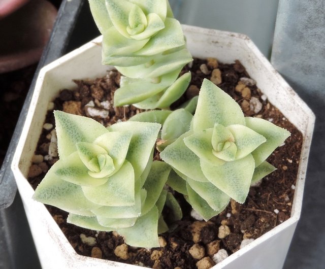 選購植栽 多肉植物南十字星錦 星星系列 設計館just Original 植物 盆栽 盆景 Pinkoi 選購植栽 多肉植物南十字星錦 星星系列 設計館just Original 植物 盆栽 盆景 Pinkoi