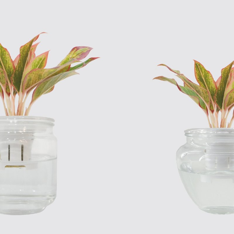 │ 玻璃系列 │ 極光 - 空氣淨化 魚水共生 水耕盆栽 玻璃盆器 - 盆栽/植栽 - 植物．花 