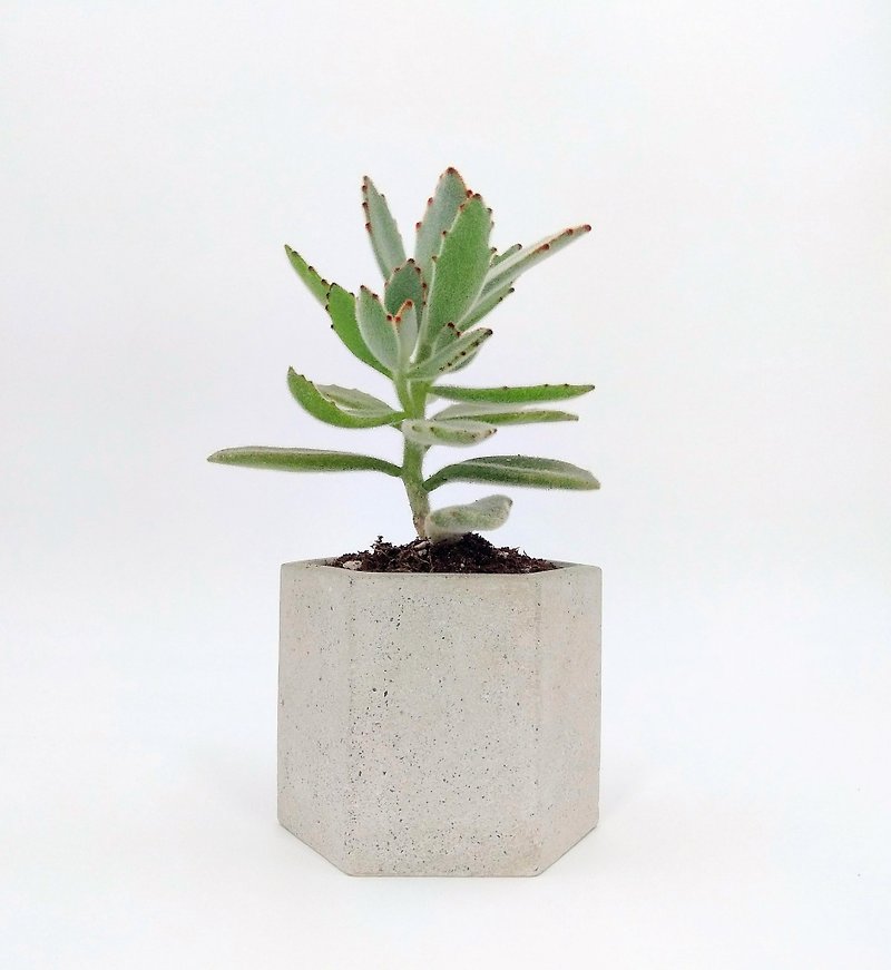 [Hexagonal pot] Cement flower/ Cement potted plant/ Cement planting (plants not included) - ตกแต่งต้นไม้ - ปูน สีเทา