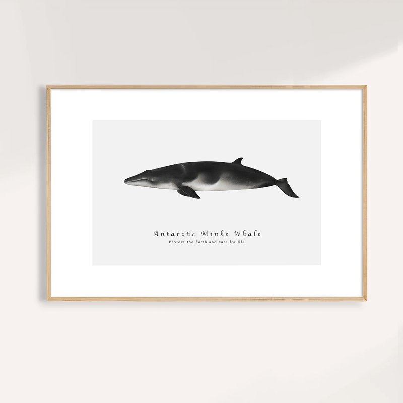 南極小鬚鯨 Antarctic Minke Whale/海洋動物插畫/藝術無框輸出 - 海報/掛畫/掛布 - 紙 