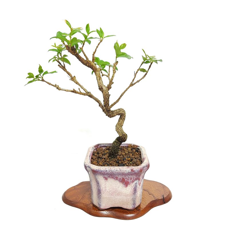 小品盆栽・李氏櫻桃 - 盆栽/植栽 - 植物．花 
