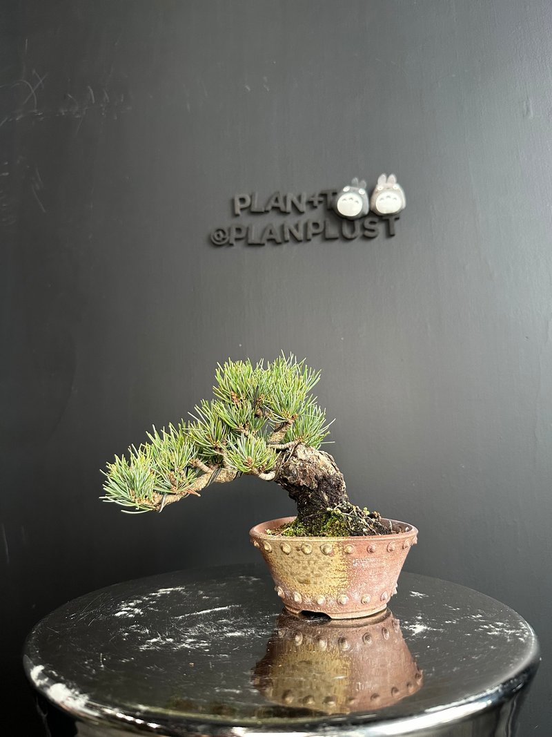 Japanese white pine Pinus parviflora / Japanese white pine - Plants - Plants & Flowers Green