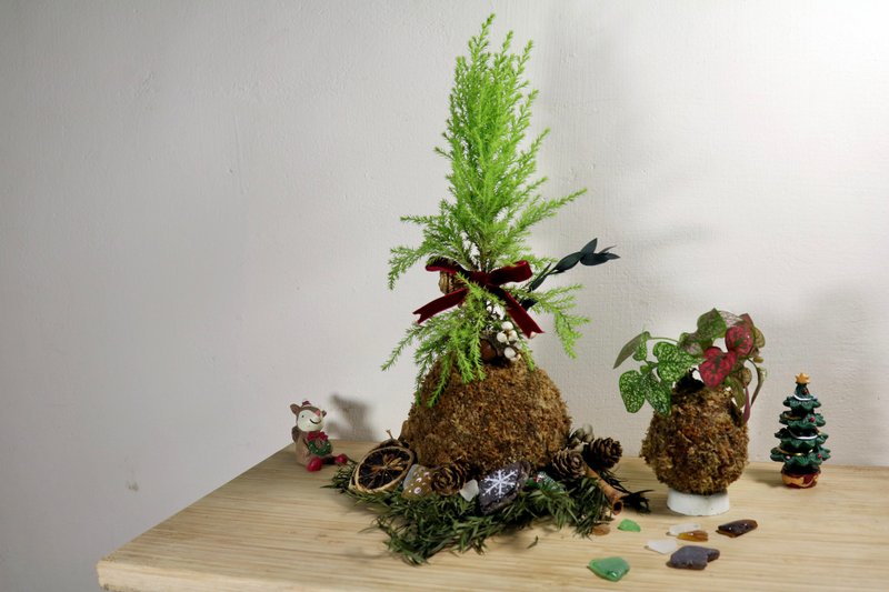 聖誕樹苔球和小花圈手作體驗 台北場 - 植栽/花藝 - 植物．花 