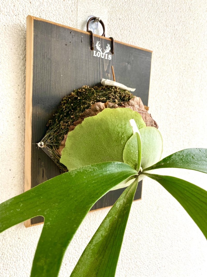 二叉鹿角蕨上板 森林系壁植 畢業  新居落成 開幕誌慶禮 - 植栽/盆栽 - 木頭 咖啡色