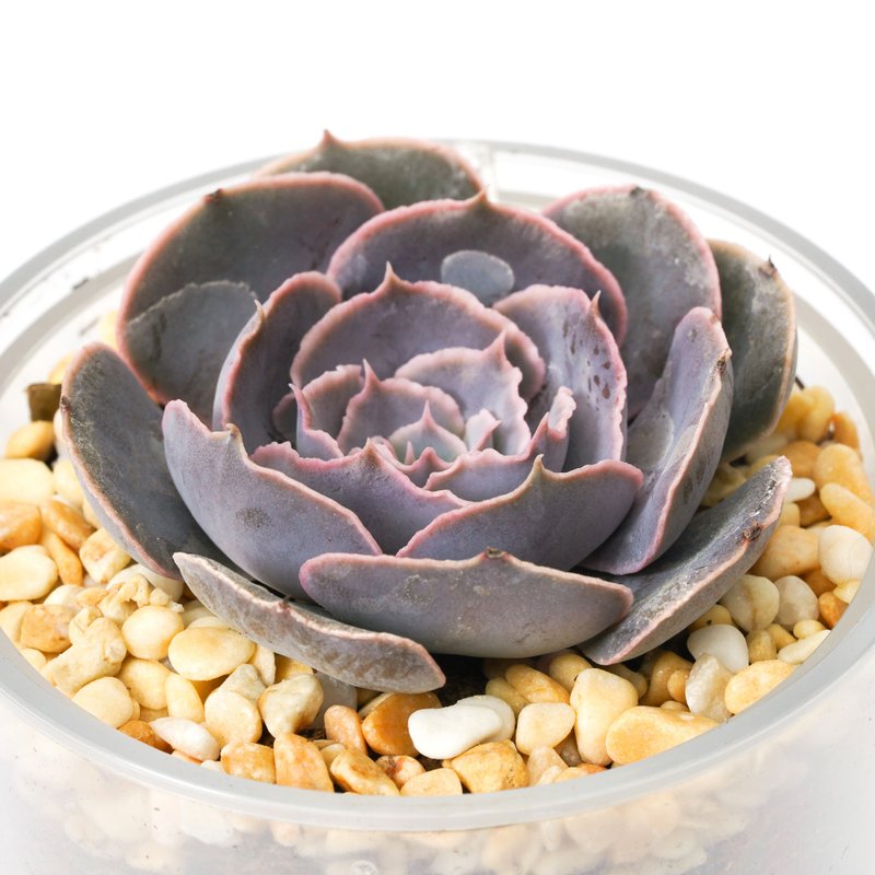 【Purple Butterfly】Succulent Plant Intelligent Pot | - Plants - Plants & Flowers 