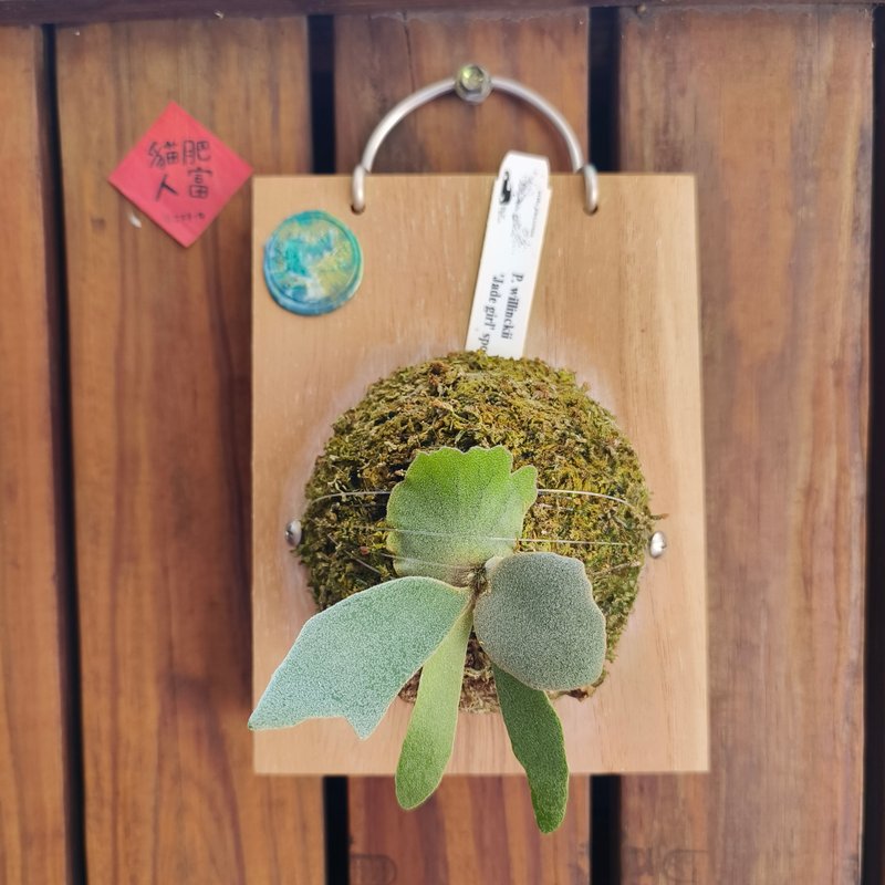 上板鹿角蕨 玉女 P.willinckii 'Jade girl' spore 侏儒爪哇 - 盆栽/植栽 - 植物．花 綠色