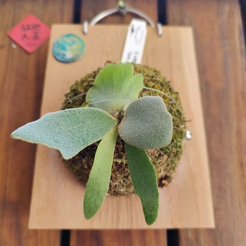 Upper plate Staghorn fern Jade girl P.willinckii 'Jade girl