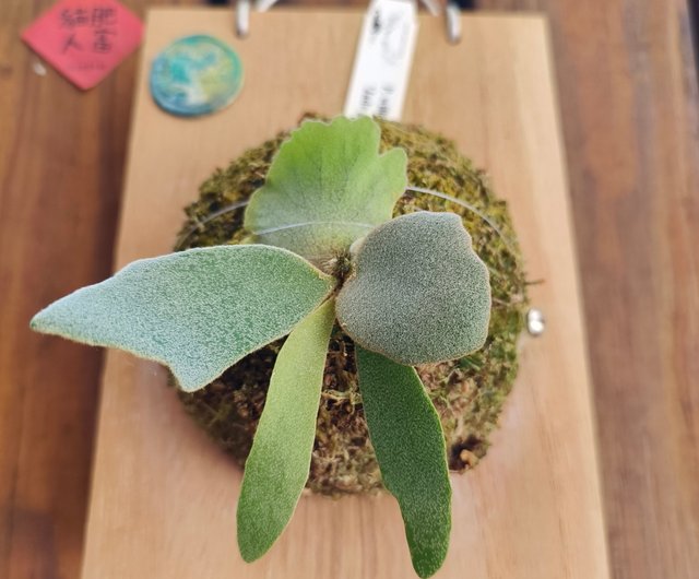 Upper plate Staghorn fern Jade girl P.willinckii 'Jade girl' spore