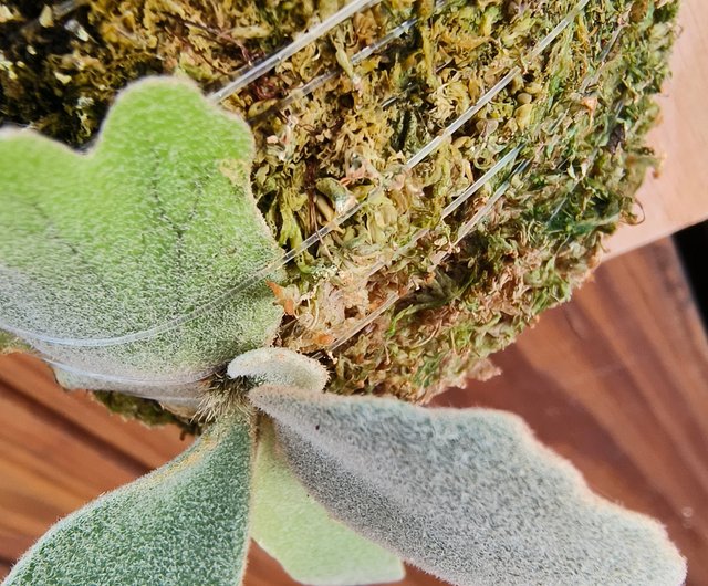 Upper plate Staghorn fern Jade girl P.willinckii 'Jade girl' spore