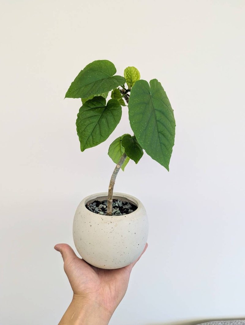 Ficus Umbellata - Plants - Other Materials 