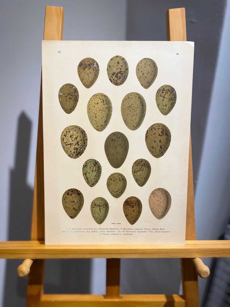 Antique 19th century German European bird egg Stone engraving illustrated book - Posters - Paper 