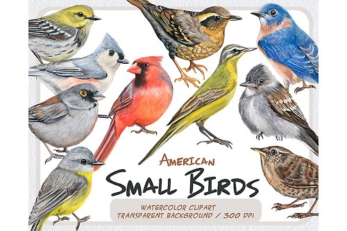 ArtfulStudio Watercolor birds clipart-Handpainted realistic small American birds png