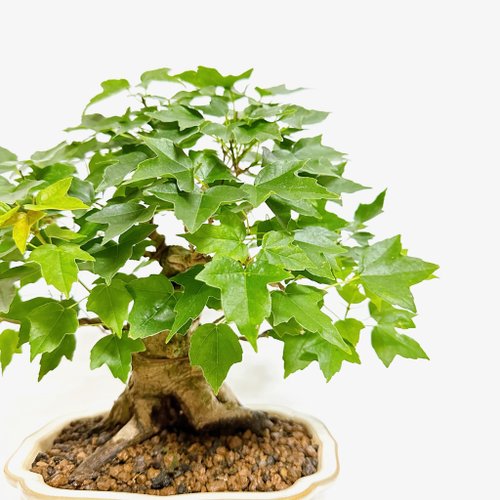 小品盆栽・日本宮樣楓・ミヤサマカエデ浮生園- Pinkoi 限時優惠活動