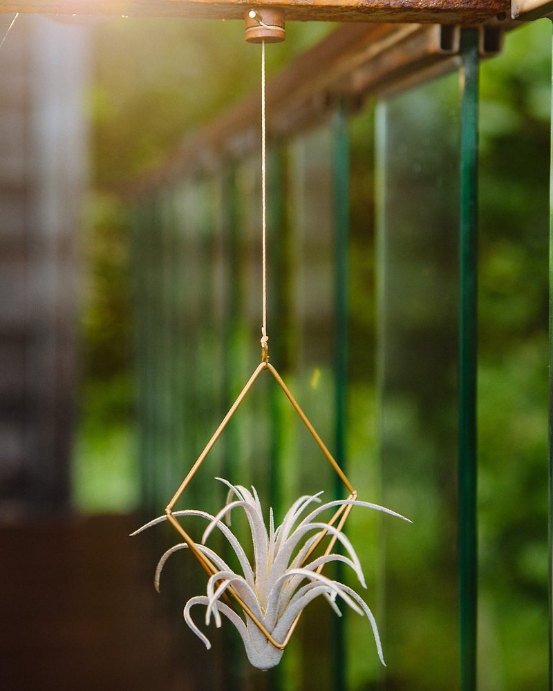 其他金屬 花瓶/花器 咖啡色 - FREEDOM 植由自在 可調式磁吸植物吊架-對稱