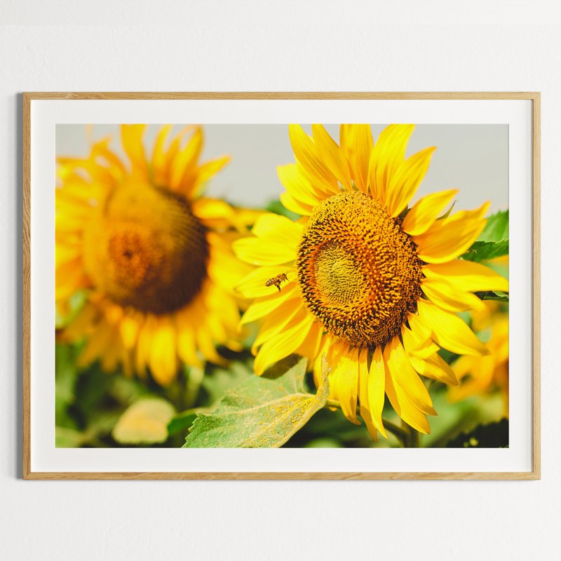 Sunflower Wall Poster, Sunflower Fields Poster, Sunflower Wall Decor, Summer Bee - Posters - Paper 