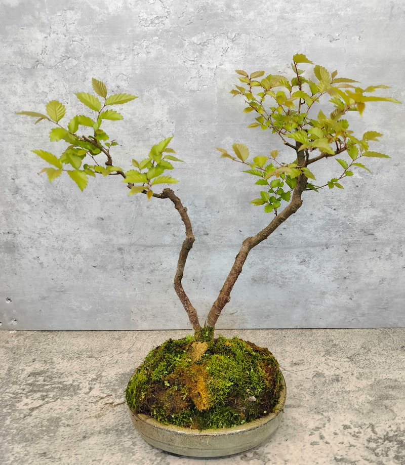 陶盆雙幹台灣櫸樹 - 植栽/盆栽 - 植物．花 
