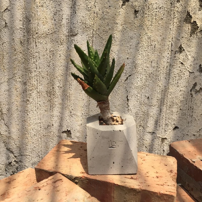 DOLOMAMA《幾何》不夜城錦（蘆薈屬） 多肉植物 - 盆栽/植栽 - 紙 