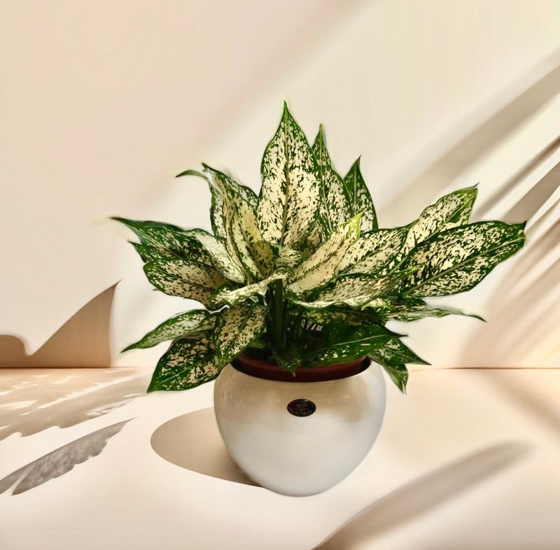 【空氣淨化機】寶玉桌上型盆栽簡約觀葉植物送禮自用浴室客廳擺設 - 植栽/盆栽 - 陶 