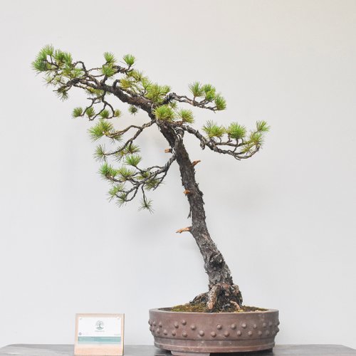 五葉松Japanese White Pine | 盆景星球Bonsai Planet 盆景星球Bonsai