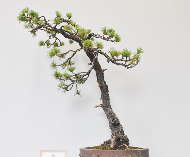 五葉松Japanese White Pine | 盆景星球Bonsai Planet 盆景星球Bonsai