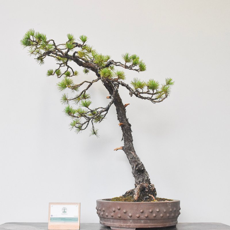 Japanese White Pine Bonsai | Bonsai Planet HK - Plants - Plants & Flowers 