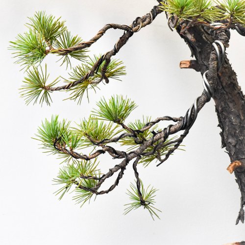 五葉松Japanese White Pine | 盆景星球Bonsai Planet 盆景星球