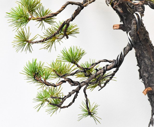 盆栽　光琳　五葉松　樹高13cm 盆栽 光琳 五葉松 樹高13cm