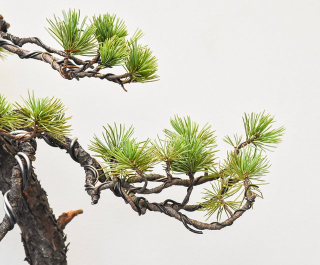 五葉松Japanese White Pine | 盆景星球Bonsai Planet 盆景星球