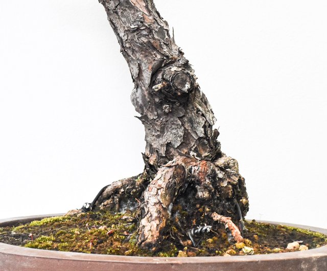 【五葉松】 樹高 67cm 大品盆栽 五葉松 樹高18cm 重厚感のある太幹模様木