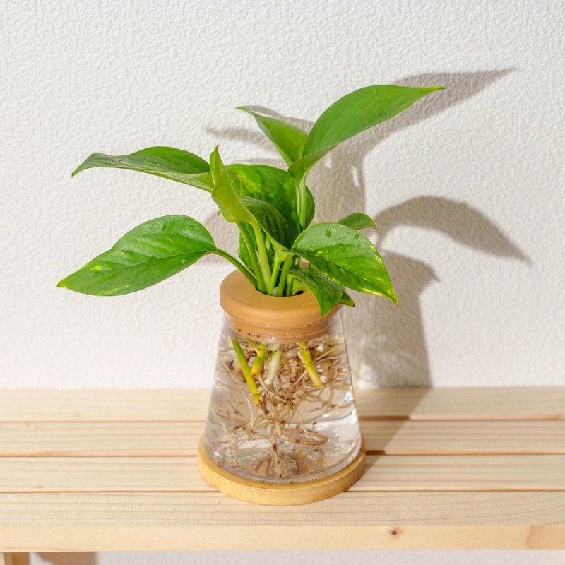 黃金葛 三角水耕盆栽 室內植物 觀葉植物 禮物 水培 - 盆栽/植栽 - 植物．花 透明