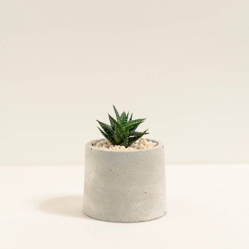 Pat Aloe Vera│Clay Work Series│Fortune Planted - Plants - Cement Multicolor