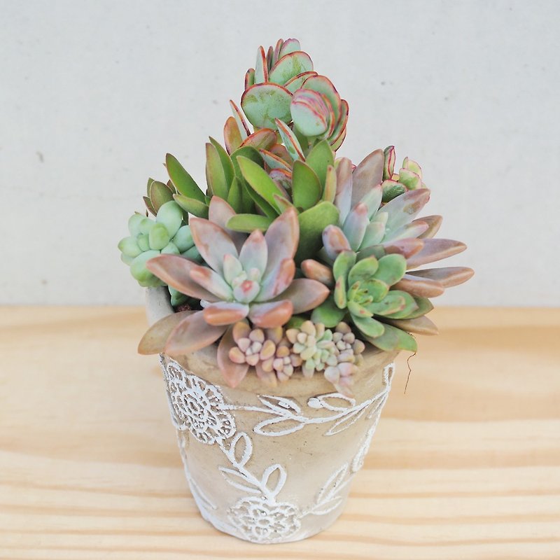 Peas succulents and small groceries - pattern clay pot more meat combination - Plants - Plants & Flowers 