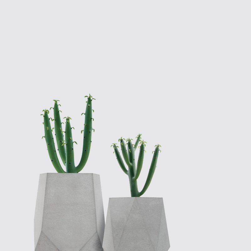 │Cement Cement Green Coral - Plants - Plants & Flowers Gray