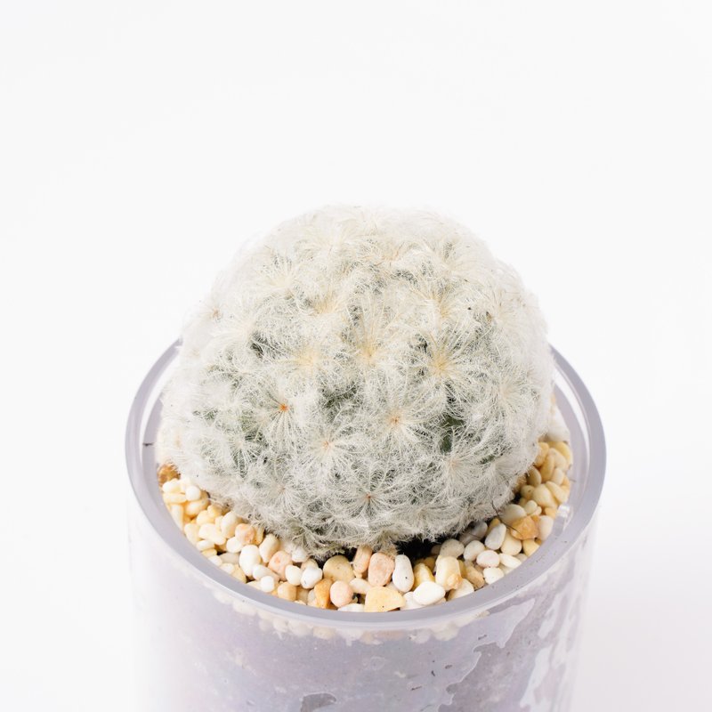 【White Star】Succulents Smart Potting Jar | Shiguang - ตกแต่งต้นไม้ - พืช/ดอกไม้ 