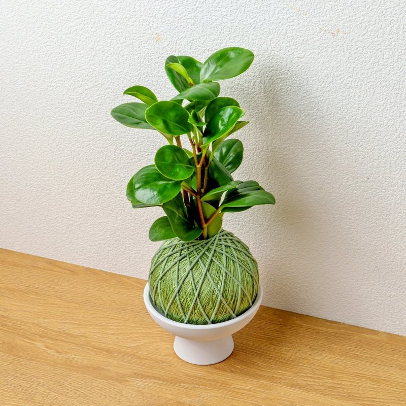 苔球植物 圓葉椒草草綠苔球加磨砂高腳缽 苔球 苔玉 禮物 - 盆栽/植栽 - 植物．花 綠色