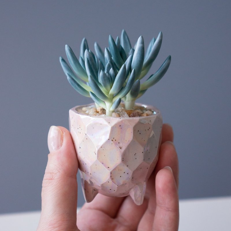 Tiny jewelry box with Senecio Serpens - 居家收納/收納盒/儲物盒 - 其他材質 