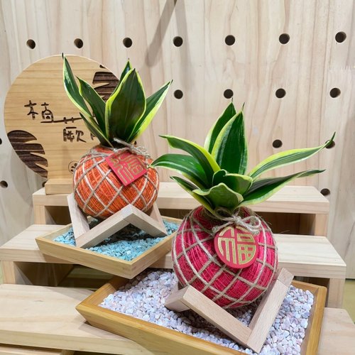 植蕨所在 水苔球植物設計館 短虎尾蘭 手工製作 水苔球植物 室內植物 天然空氣清淨機