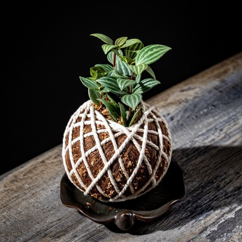 多葉蘭苔球 苔球植物 苔玉 適合室內植物 辦公室植物 交換禮物 - 盆栽/植栽 - 植物．花 
