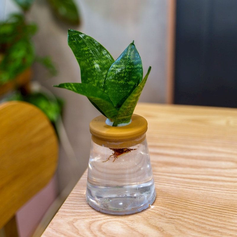 綠紋虎尾蘭 三角水耕盆栽 室內植物 觀葉植物 禮物 水培 - 盆栽/植栽 - 植物．花 透明