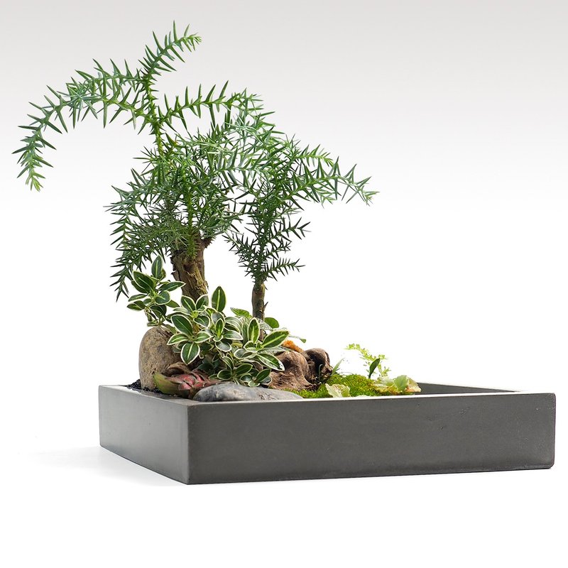 Greenology 方形水泥碟 - 盆栽/植栽 - 水泥 灰色