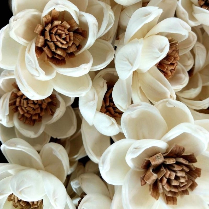 Lotus Sola Flower 5 cm. 50 flowers. - 花藝/盆栽/植栽 - 植物．花 