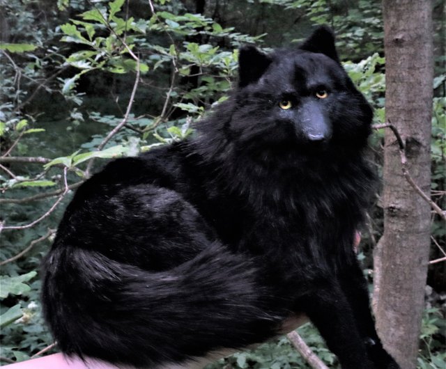 オオカミ ウォーロック リアルな動物のぬいぐるみ アートドール ポーズ