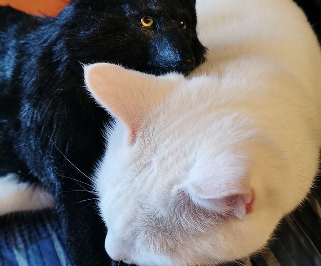 オオカミ ウォーロック リアルな動物のぬいぐるみ アートドール ポーズ