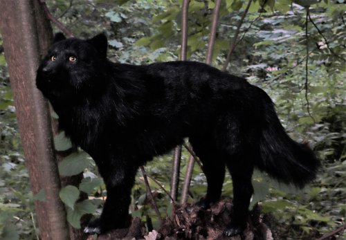 オオカミ ウォーロック リアルな動物のぬいぐるみ アートドール ポーズ