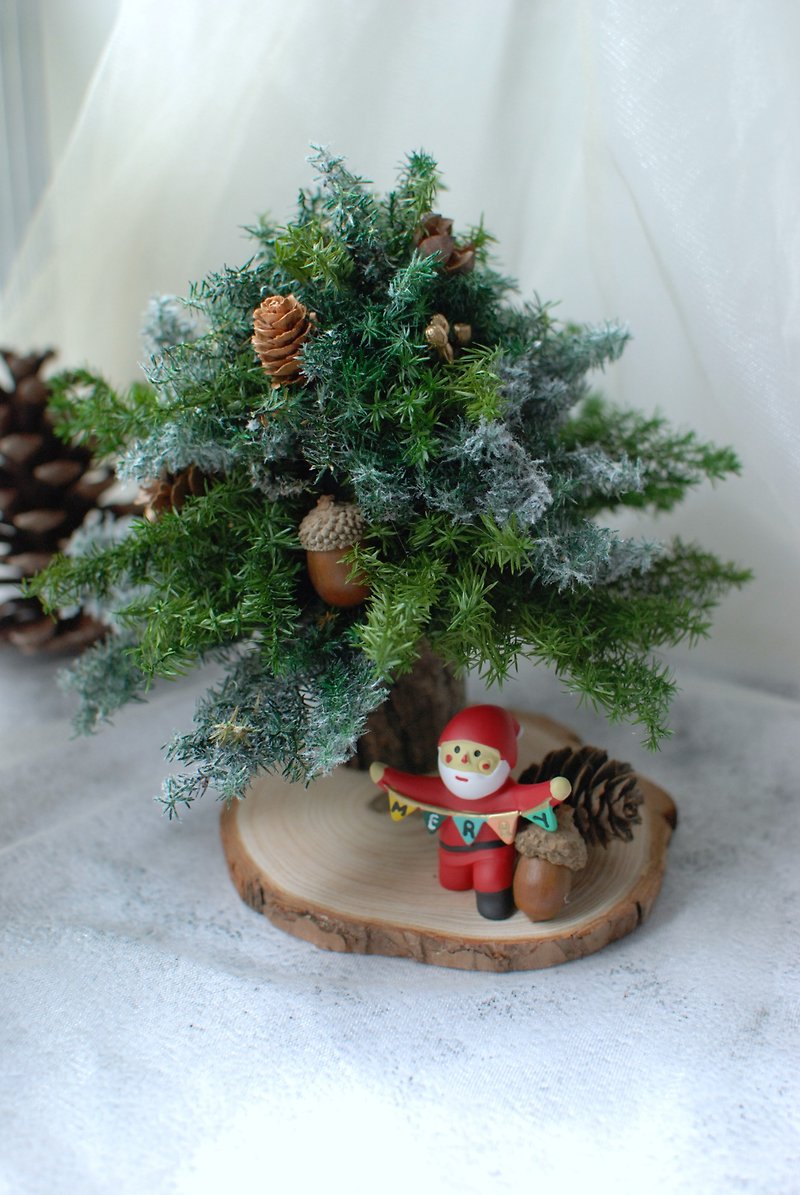 Immortal Cedar Christmas Tree Experience Course - Plants & Floral Arrangement - Plants & Flowers 