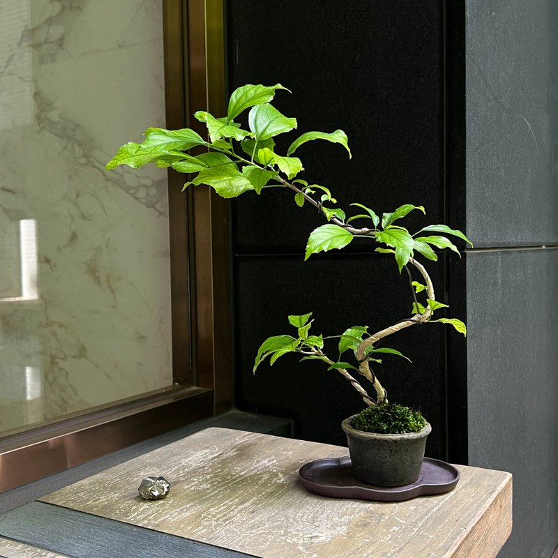 裂瓣扶桑∣柴燒盆鉢中品盆栽 開花中 - 盆栽/植栽 - 陶 