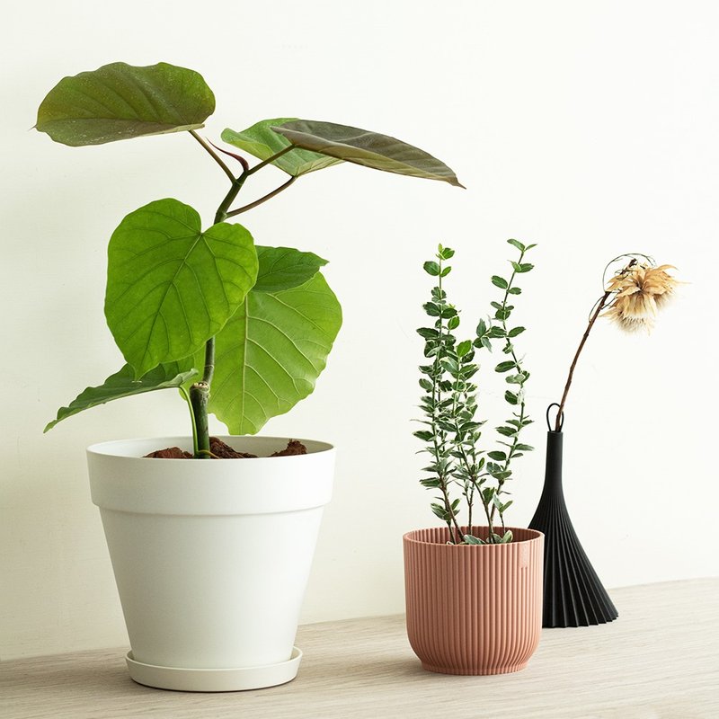 Small Ficus Umbellata Small Love Ficus Planting_Dutch Design Minimalist Fog Basin - ตกแต่งต้นไม้ - พืช/ดอกไม้ 