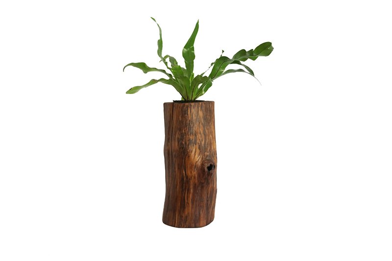 相思木盆器 - 花瓶/花器 - 木頭 