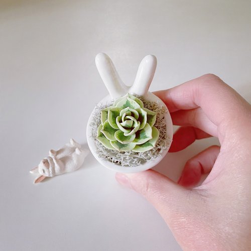 Una Sofa Handmade 優娜舒發手感小物 富士。模擬黏土多肉植物 兔耳白瓷盆